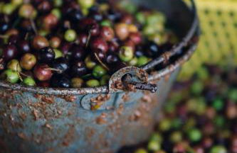 Masia Heredad La Boquilla - Foto 127