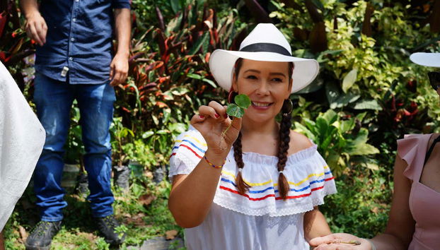 Un plant de café de 3 mois appelé Chapola.