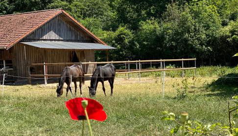 Wunderschöne Ferienwohnung zwischen Bremen und Hamburg - Foto 3