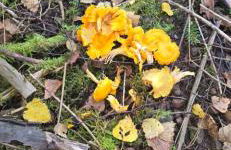 Haus Panorama mit Alpenblick - Foto 43