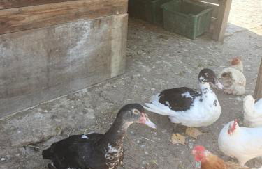 Splendido rustico shabby - Foto 48