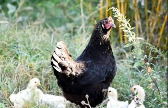 Ecurie Le Pas du Loup - Foto 12