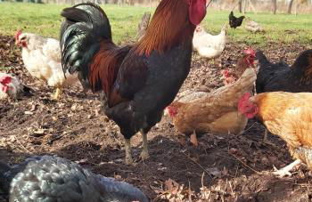 Ferienwohnungen zum Dubener Kuckuck - Foto 10