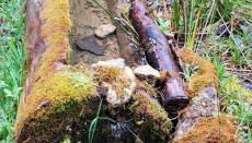 El Almendro De La Tia Teresa - Foto 3