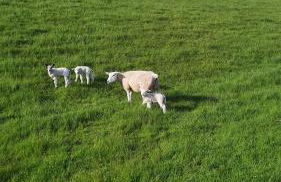 Fewo Am Deich 1 Appartment 30 - Foto 11