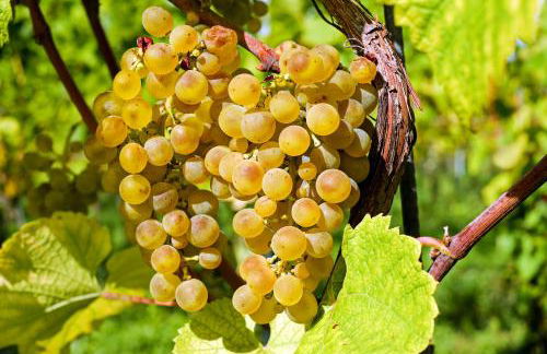 Fewo Zur Goldenen Traube - Foto 59