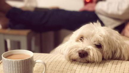 Woodview Cottage - Photo 4