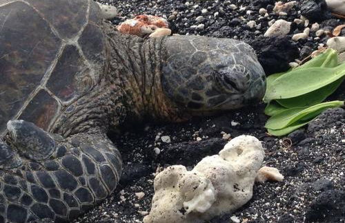 Puolani Iki-Sweet lil cottage near National Park - Foto 11