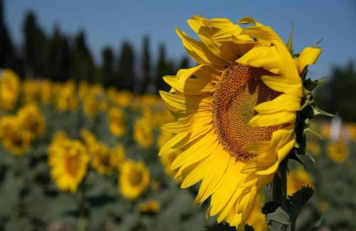 Peaceful Retreat in Pougnadoresse - Foto 73