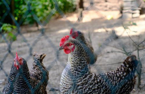 Ferienhaus Landblick - Foto 27