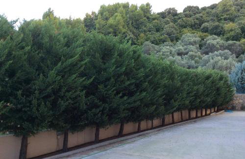 Achladi Beach - Photo 73