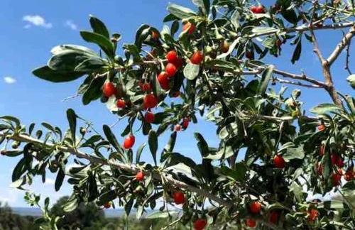 Log Casita Overlooking Pond and Waterfall near Taos, New Mexico - Foto 31