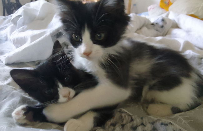 Les Favouilles, le gîte pour 15 personnes - Foto 113