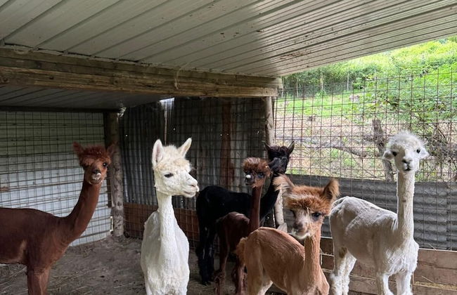 Agriturismo Olivastrella - Foto 57