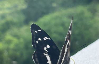 Schöne Aussicht - charmante Ferienwohnung mit Pool und Sauna in Bad Harzburg - Foto 32