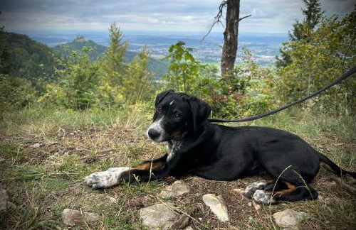 Modernes, stilvolles Apartment - Foto 13