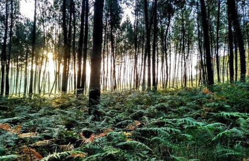 "L'or et des Landes" - 6 personnes - 5 minutes centre équestre et 10 minutes de Nérac - Foto 13