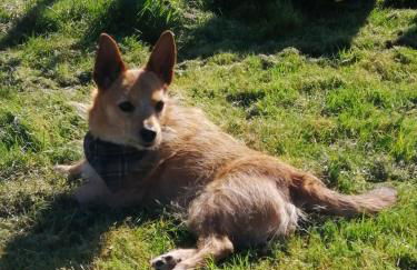 The Horsebox, unexpected luxury - Foto 35