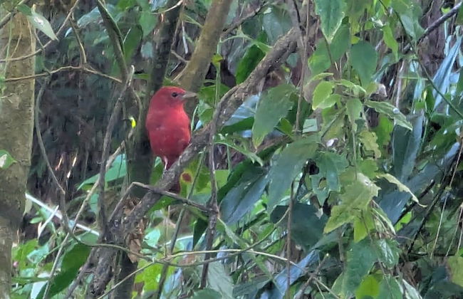 Campos de Oro Wilderness Lodge - Photo 45