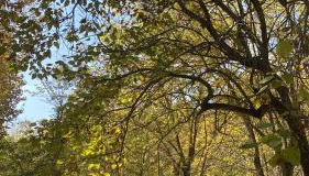 Lupicante 56 Cesenatico - Foto 5, Garden