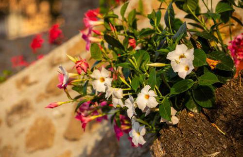 Residence Mersa - Foto 47