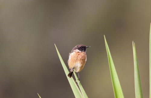 Herdade dos Grous - Foto 19