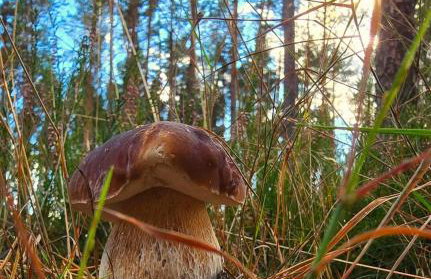 Domek Dziesiątka Borsk nad samym jeziorem - pierwsza linia - Foto 24
