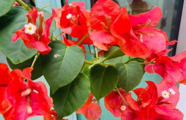 Cabo Frio Familiar Toca de Gente Feliz - Foto 56