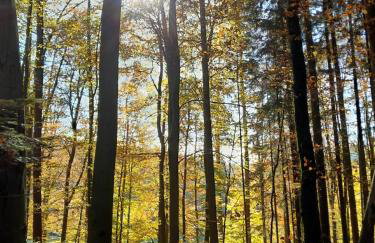 Fewo Waldtherme Relaxen, wandern, Radfahren - Foto 19