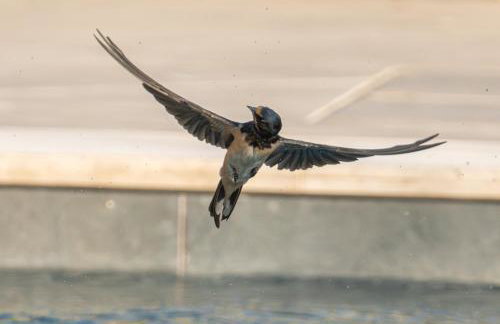 Sassi Di Fteri Villas - Foto 53