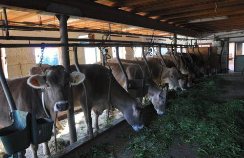 Kerschbaumhof - Foto 15