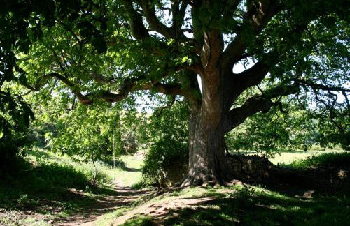 The Cottage Abbotsbury - Foto 25