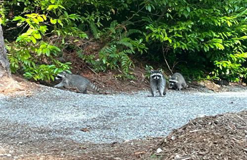 Whispering Pines Farmhouse - Foto 24