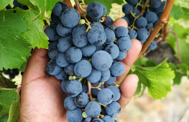 Senderismo por el valle de Banhoek + Visita a una bodega - Foto 6