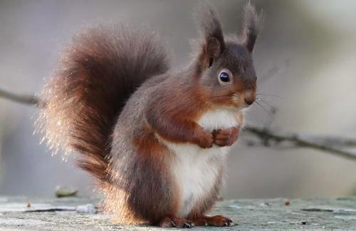 All 3 Cottages - Exclusive Use - Foto 18