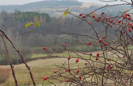 Wielgosówka - Foto 26