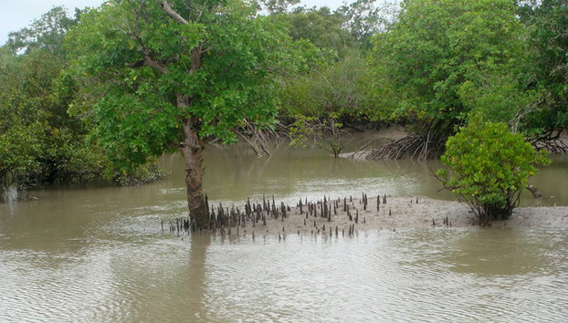 Excursión a la Reserva de Tigres de Sundarbans - Foto 3
