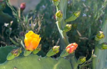 Game Room! Mid Century Danish Home in Downtown Solvang - Foto 14