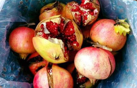 Almond Tree House - Eco Retreat - Foto 31