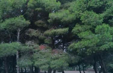 VillA LA PinetA - Foto 15