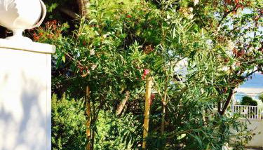 Le Due Pigne - Foto 2, Garden view