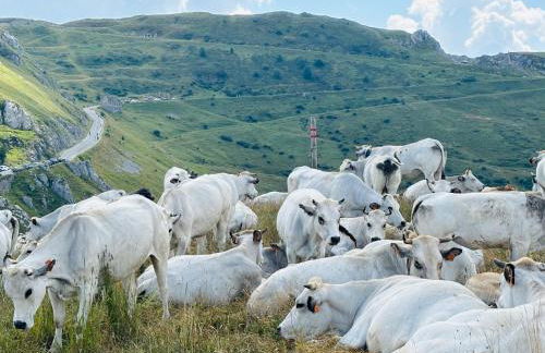 Studio Piccola Renna - Foto 48