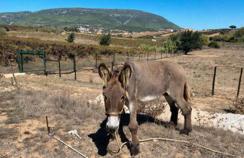 Quinta do Selão - Foto 33
