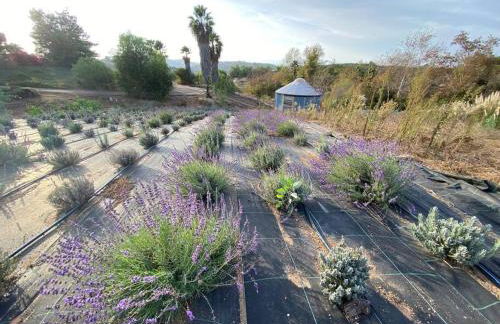 Glamping-Sky Dome Yurt-Tiny House-2 modern composting toilet - Foto 24