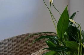 Monte da ti Luzia - Foto 36