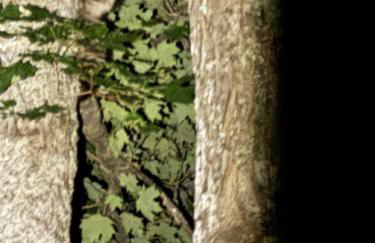 1 Bed Studio Cabin in the Woods with Kitchen - Foto 10