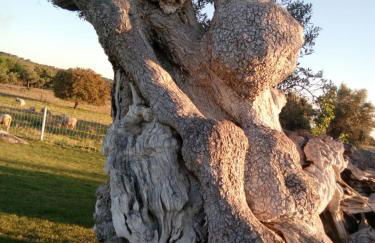 Casa do Vale da Terra Negra - Foto 35