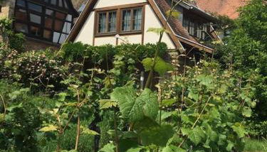 Traumblick Rebenmeer - Foto 2