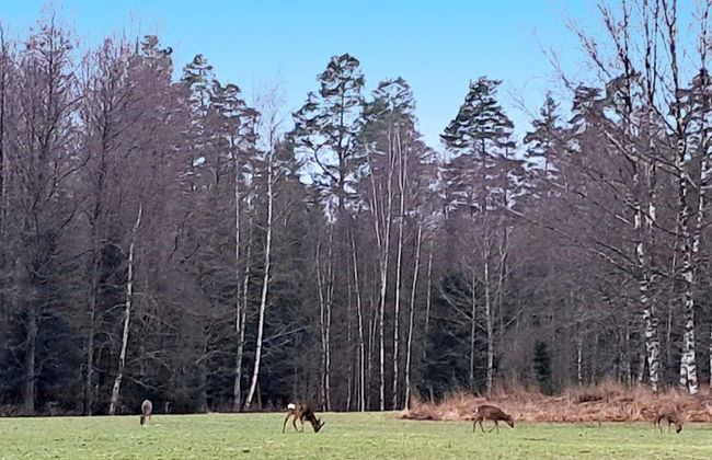 4 Person Holiday Home in Karlskoga-by Traum - Foto 24