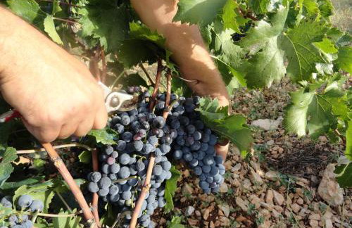 Apartments Brkić, Lozovac Krka NP with Pool - Foto 73